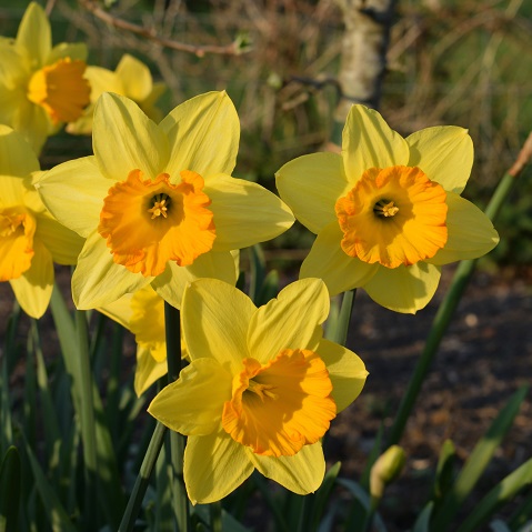 Daffodil Bulbs - Fortune